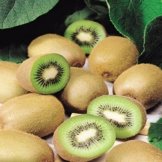 Kiwi Pflanze - 1 strauch -
