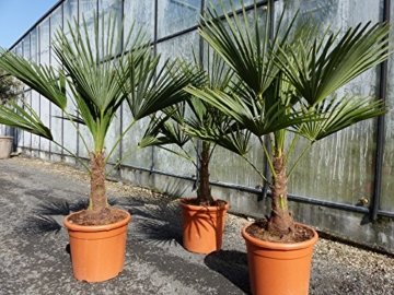 L Trachycarpus fortunei 100 - 120 cm, Hanfpalme, winterharte Palme bis -18°C -
