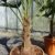 L Trachycarpus fortunei 100 - 120 cm, Hanfpalme, winterharte Palme bis -18°C - 