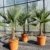 L Trachycarpus fortunei 100 - 120 cm, Hanfpalme, winterharte Palme bis -18°C - 