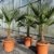 L Trachycarpus fortunei 100 - 120 cm, Hanfpalme, winterharte Palme bis -18°C -
