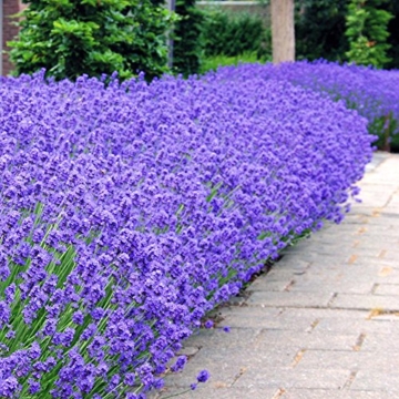 Lavendel Hidcote 7cm Topf - 30 pflanzen -