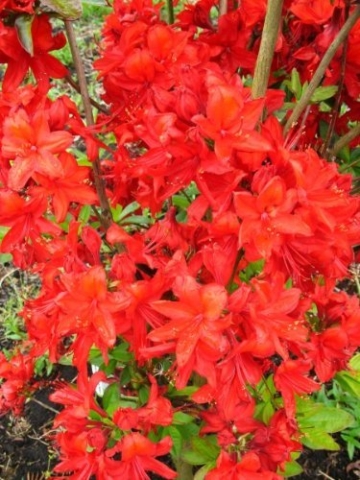 leuchtend rot blühende Garten Azalee Rhododendron luteum Fireball 30 - 40 cm hoch im 4 Liter Pflanzcontainer -