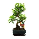Liguster Bonsai 7 Jahre - 1 baum -