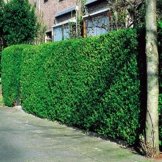 Liguster Hecke - 10 heckenpflanzen -