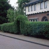 Liguster-Hecke, 10 Pflanzen ca. 50 cm mit festem Wurzelballen/Topf für ca. 2 - 3 Meter Hecke -