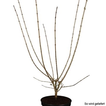 Liguster-Hecke, 10 Pflanzen ca. 50 cm mit festem Wurzelballen/Topf für ca. 2 - 3 Meter Hecke - 