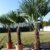 Palme 180 cm XXL Trachycarpus fortunei Hanfpalme, winterhart bis -18°C - 
