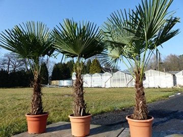 Palme 180 cm XXL Trachycarpus fortunei Hanfpalme, winterhart bis -18°C -