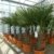 Palme 180 cm XXL Trachycarpus fortunei Hanfpalme, winterhart bis -18°C - 