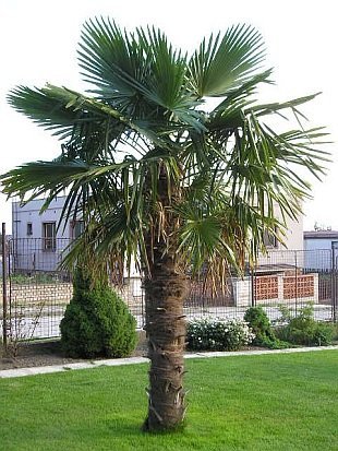 Palmen-Center Hanfpalme Trachycarpus Fortunei, Stammlänge 160-170 cm -
