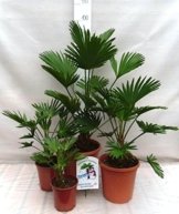 Palmen Familien SET 4 STÜCK - Winterharte Hanfpalme - Trachycarpus wagnerianus -