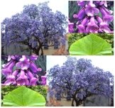 Paulownia tomentosa Blauglockenbaum 70 cm Höhe Enormer Wuchs bis 2 Meter pro Jahr Frosthart mit betörend duftenden Blüten -