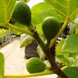 Pfälzer Fruchtfeige, sehr winterharte Feige, Ficus im 2-3 Liter Topf, ca. 60-100 cm -