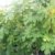 Pfälzer Fruchtfeige, sehr winterharte Feige, Ficus im 2-3 Liter Topf, ca. 60-100 cm - 