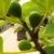 Pfälzer Fruchtfeige, sehr winterharte Feige, Ficus im 2-3 Liter Topf, ca. 60-100 cm -