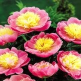 Pfingstrose Bowl of Beauty - 1 pflanze -