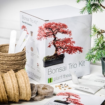 Plant Theatre Bonsai Trio Kit -
