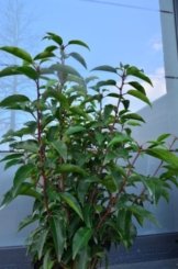 Portugisische Lorbeerkirsche Prunus lusitanica 40 - 60 cm hoch im 3 Liter Pflanzcontainer -