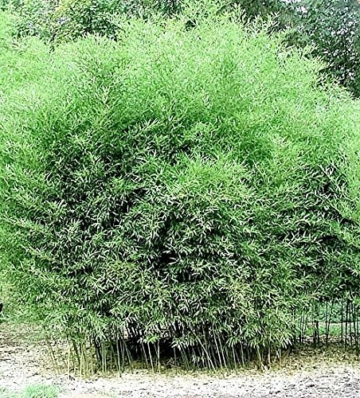 Rarität 1 Pflanze ca. 100-110 cm. Winterharter Bambus Phyllostachys bissetii bis -22 Grad - 