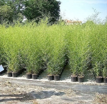 Rarität 1 Pflanze ca. 100-110 cm. Winterharter Bambus Phyllostachys bissetii bis -22 Grad - 