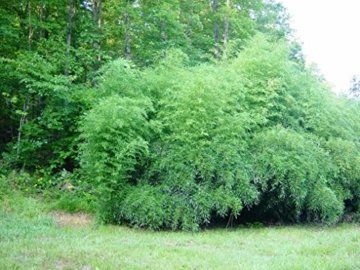 Rarität 1 Pflanze ca. 100-110 cm. Winterharter Bambus Phyllostachys bissetii bis -22 Grad -