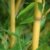 Rarität 1 Pflanze Frostharter Phyllostachys aureosulcata 'Aureocaulis' bis -25 Grad ca. 50 cm. Goldener Peking Bambus RIESENBAMBUS - 