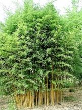 Rarität 1 Pflanze Frostharter Phyllostachys aureosulcata 'Aureocaulis' bis -25 Grad ca. 50 cm. Goldener Peking Bambus RIESENBAMBUS -