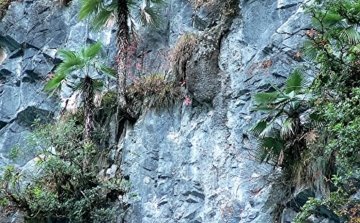 RARITÄT Frostharte Hanfpalme Trachycarpus Ukhrulensis Größe 120-140 cm. aus dem Gebirge von Manipur bis - 20 Grad - 