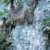 RARITÄT Frostharte Hanfpalme Trachycarpus Ukhrulensis Größe 120-140 cm. aus dem Gebirge von Manipur bis - 20 Grad - 