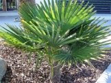 RARITÄT Frostharte Hanfpalme Trachycarpus Ukhrulensis Größe 120-140 cm. aus dem Gebirge von Manipur bis - 20 Grad -