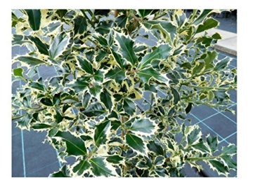 RARITÄT Frostharte Ilex Aquifolium Ferox Argentea Größe 90-100 cm direkt aus der Baumschule - 