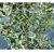 RARITÄT Frostharte Ilex Aquifolium Ferox Argentea Größe 90-100 cm direkt aus der Baumschule - 