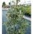 RARITÄT Frostharte Ilex Aquifolium Ferox Argentea Größe 90-100 cm direkt aus der Baumschule -