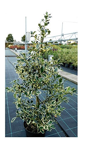 RARITÄT Frostharte Ilex Aquifolium Ferox Argentea Größe 90-100 cm direkt aus der Baumschule -