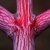 RARITÄT Japanischer Schlangenhautahorn Acer conspicuum Red Flamingo 1 Pflanze 40-50 cm. - 