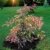 RARITÄT Japanischer Schlangenhautahorn Acer conspicuum Red Flamingo 1 Pflanze 40-50 cm. -