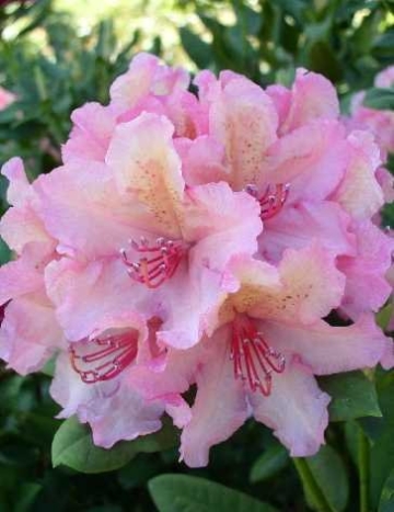 Rhododendron Brasilia INKARHO® 30 - 40 cm hoch im 5 Liter Pflanzcontainer -