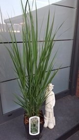 Riesen Rutenhirse Panicum virgatum Northwind im 5 Liter Pflanzcontainer -