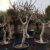 Riesiger Winterharter Feigenbaum Ficus carica Brown Turkey mit eßbaren Früchten 1 Baum in 220 cm Höhe - 