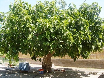 Riesiger Winterharter Feigenbaum Ficus carica Brown Turkey mit eßbaren Früchten 1 Baum in 220 cm Höhe -