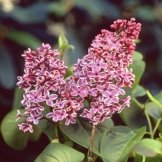 Rosa Flieder - 1 strauch -