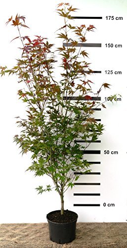 Roter japanischer Fächer-Ahorn - Acer palmatum Atropurpureum - 130/160 cm hoch - Veredelung - im Topf - 