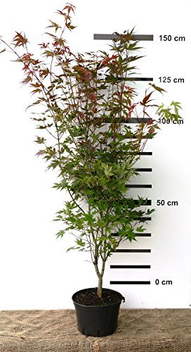 Roter japanischer Fächer-Ahorn - Acer palmatum Atropurpureum - 130/160 cm hoch - Veredelung - im Topf - 