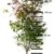 Roter japanischer Fächer-Ahorn - Acer palmatum Atropurpureum - 130/160 cm hoch - Veredelung - im Topf -