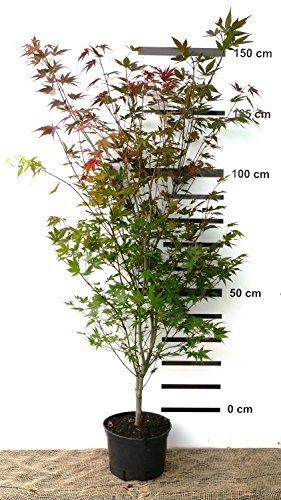 Roter japanischer Fächer-Ahorn - Acer palmatum Atropurpureum - 130/160 cm hoch - Veredelung - im Topf -