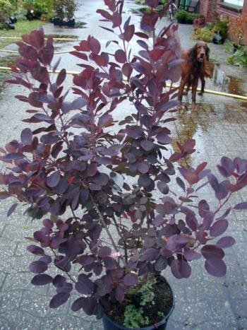 roter Perückenstrauch Cotinus coggygria Royal Purple 40 - 60 cm hoch im 3 Liter Pflanzcontainer -