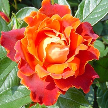 Ruffle Rose Chocolate - 1 rose -