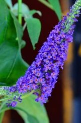 Schmetterlingsstrauch Buddleja Empire Blue 40 - 60 cm im 3 Liter Pflanzcontaier -