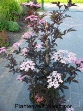 schwarzlaubiger Holunder Sambucus nigra Black Lace 40 - 60 cm hoch im 3 Liter Pflanzcontainer -